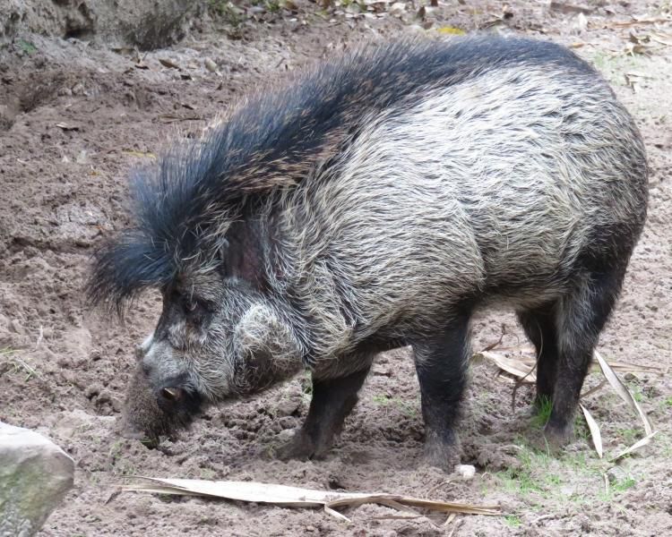 У паризькому зоопарку свиня вперше освоїла палицю для роботи. Тепер вони порозумнішають, як люди?