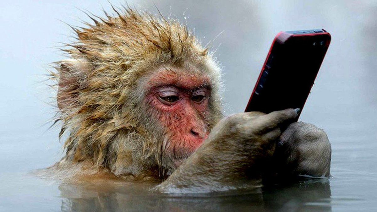 Дослідження вчених показало, що мавпи володіють «теорією розуму». Вчені отримали ще один доказ того, що мавпи можуть уявити себе на місці іншої особини та «уявити» її думки.
