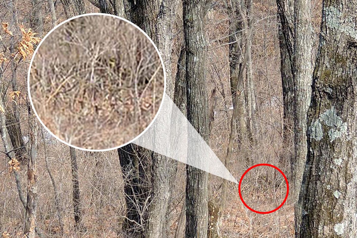 Одна з найбільш рідкісних великих кішок у світі ховається на цій фотографії, але чи зможете ви її побачити. Тест на уважність: чи зможете ви відшукати на фото амурського леопарда?