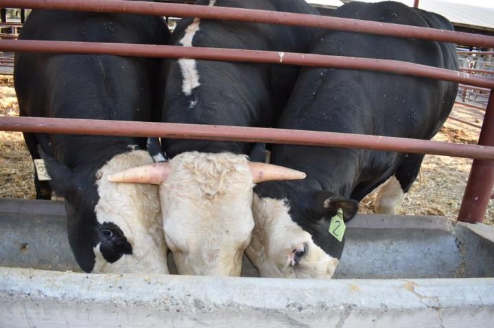 Вченим вдалося вивести безрогу породу биків. Нові методи генетики дозволять зробити безрогими корів будь-якої породи.