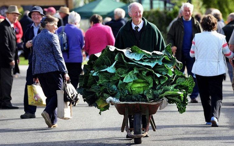 В Англії пройшов конкурс гігантських овочів. Як пройшов конкурс городників в Харрогейті.