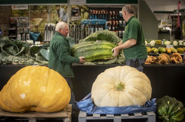 В Англії пройшов конкурс гігантських овочів. Як пройшов конкурс городників в Харрогейті.