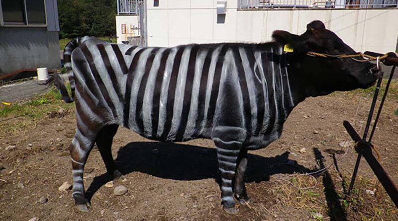 Смугасте забарвлення зебр захищає їх від комах: вчені провели експеримент на коровах. Вчені довели, що зебра завдяки своїм смужкам захищена від комах, перевіривши дану теорію на коровах.