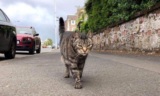 У Шотландії живе кіт-мандрівник, у якого є господарі, але те, куди він періодично зникає, вражає усіх. Цей пухнастик дуже самостійний.