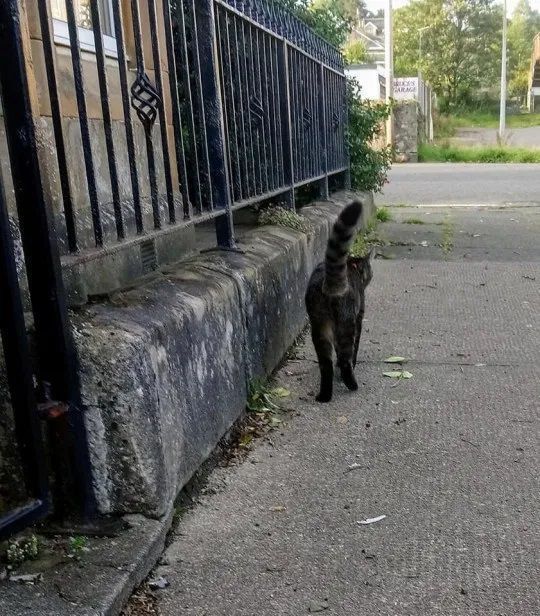 У Шотландії живе кіт-мандрівник, у якого є господарі, але те, куди він періодично зникає, вражає усіх. Цей пухнастик дуже самостійний.