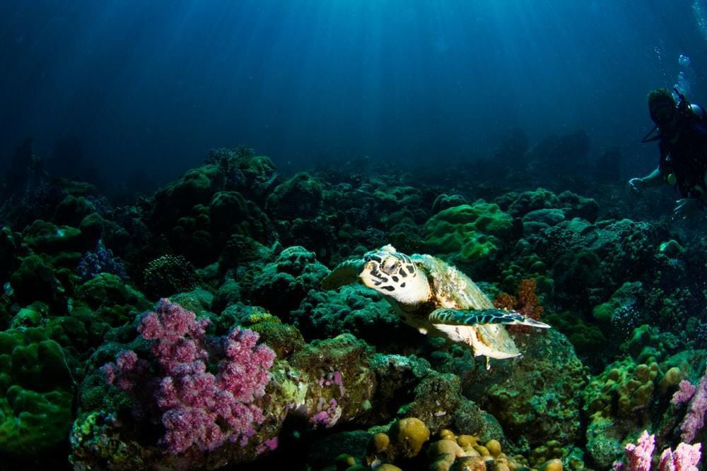 Вчені виявили, що корали здатні «відновлюватися» після загибелі. Вперше в історії вчені виявили, що корали, які, як вважалося, були вбиті тепловим стресом, змогли відновитися.