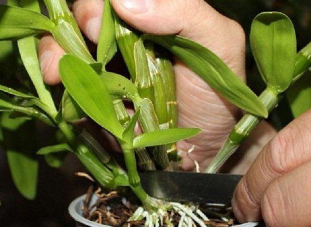 Як розмножити орхідею вдома трьома способами. Кожен метод розмноження має певні особливості.