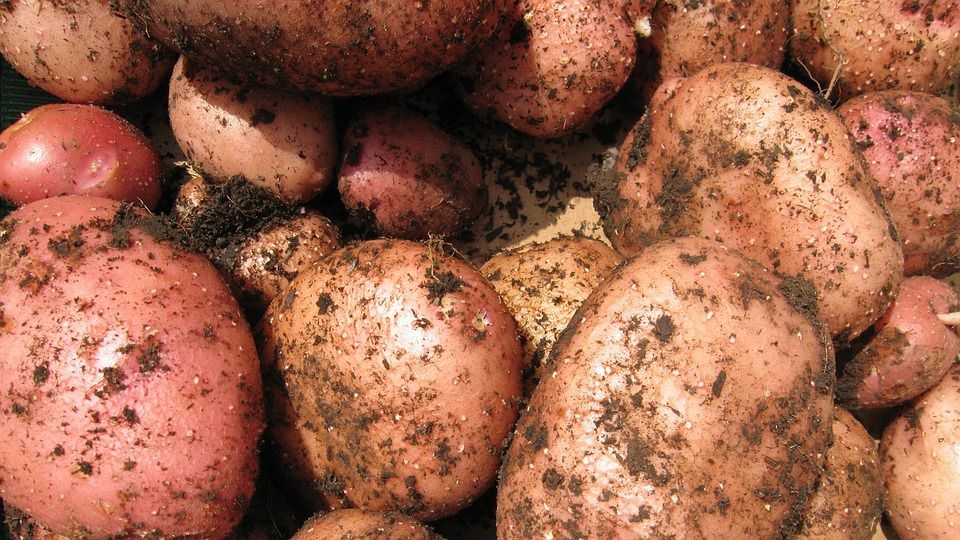 7 правил зберігання картоплі взимку. Зберігаємо картоплю з розумом. Як не розгубити значну частину зібраного врожаю і повністю уникнути покупки магазинної картоплі.