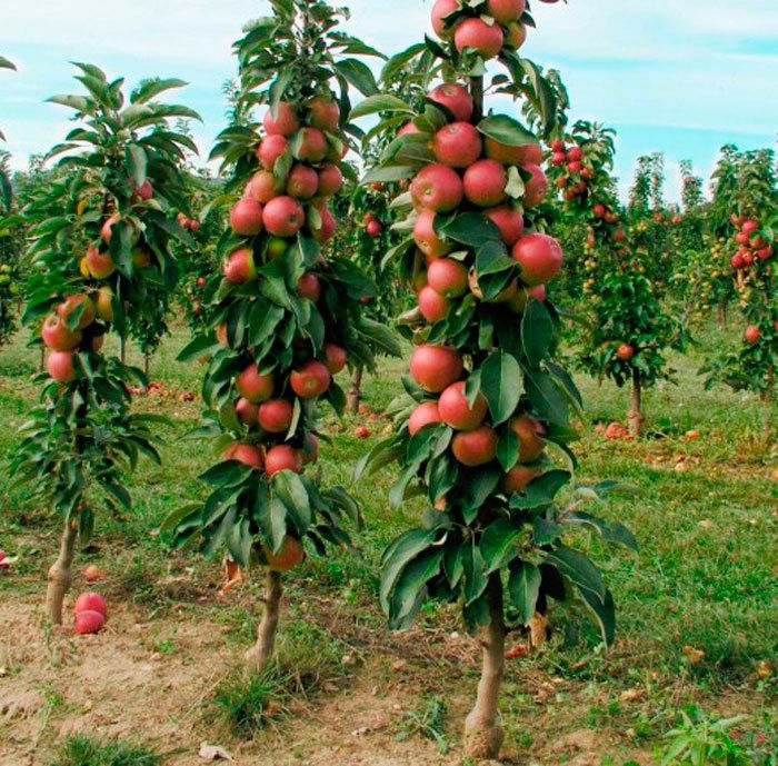 Садимо колоновидні яблуні, щоб збирати багаті врожаї. Що краще: посадити на сотці землі десять середньорослих дерев яблуні або 50-60 колоновидних?