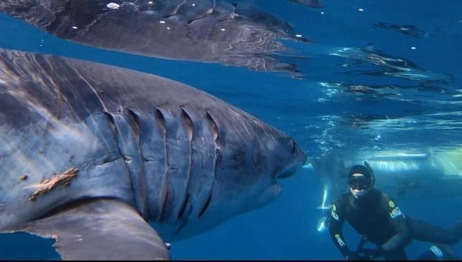Усмішка смерті: як безстрашний дайвер контактує з акулами. Відчайдушний шукач пригод з Нової Зеландії пірнає, щоб поплавати з величезними морськими хижаками.