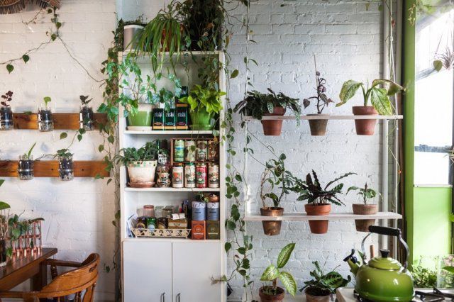Чи реально виростити 700 різних рослин у квартирі. Одна американка довела, що це цілком можливо.