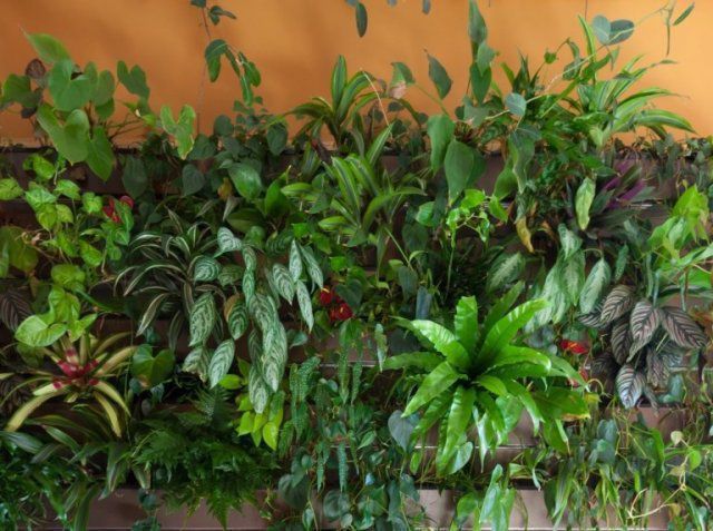Чи реально виростити 700 різних рослин у квартирі. Одна американка довела, що це цілком можливо.