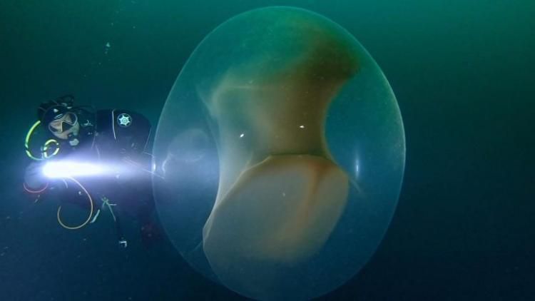 Під час дайвінгу вдалося зняти на відео яйце гігантського кальмара з сотнями тисяч ікринок. Команда дайвера зняла на відео нове морське чудо.