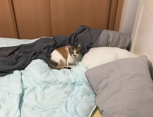 Втомившись після важкого робочого дня, чоловік хотів лягти спати, але раптом виявив у своєму ліжку вусату гостю. Цю кішку чоловік бачив і раніше, але у його ліжко вона залізла вперше.