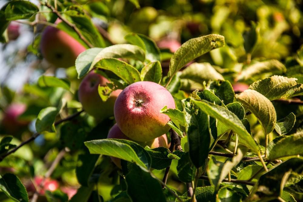Обрізка яблунь восени: як і коли правильно обрізати дерева. Час обрізки яблунь восени садівник обирає сам.