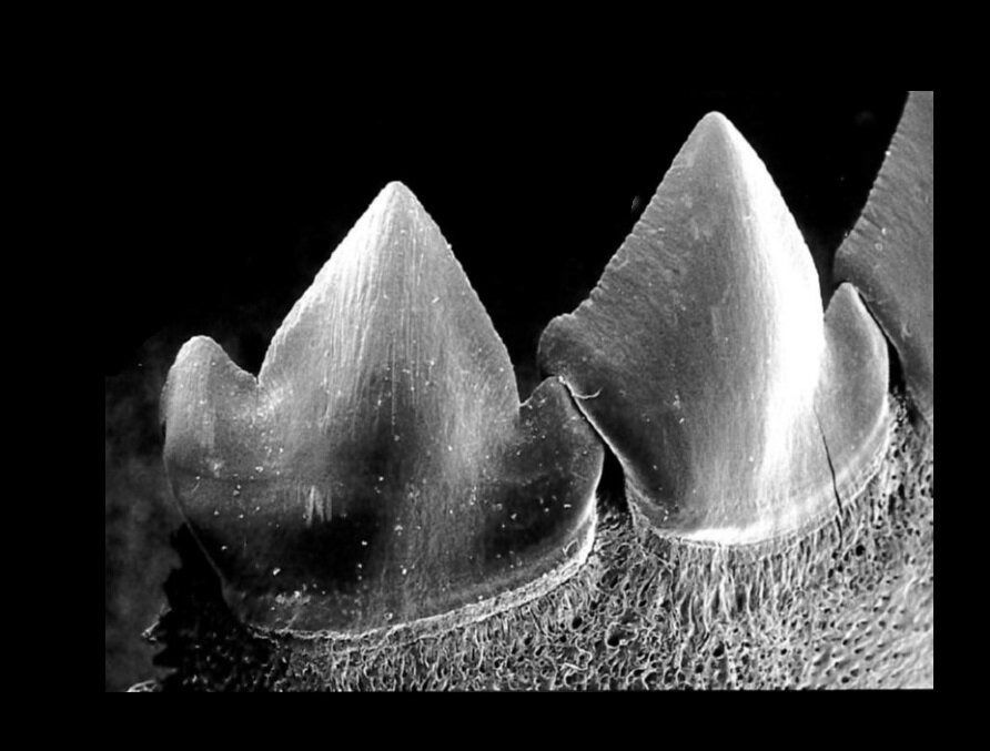 Вчені дізналися секрет смертоносних зубів піраній. Зграя піраній, яких ще називають «річковими людожерами», за кілька хвилин може з'їсти велику тварину.