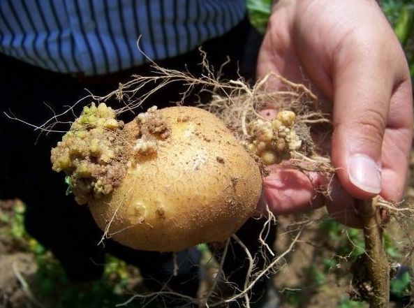 Рак картоплі – загроза врожаю. Більшість хвороб картоплі передається через насіннєві бульби. Одна з найнебезпечніших – рак картоплі.