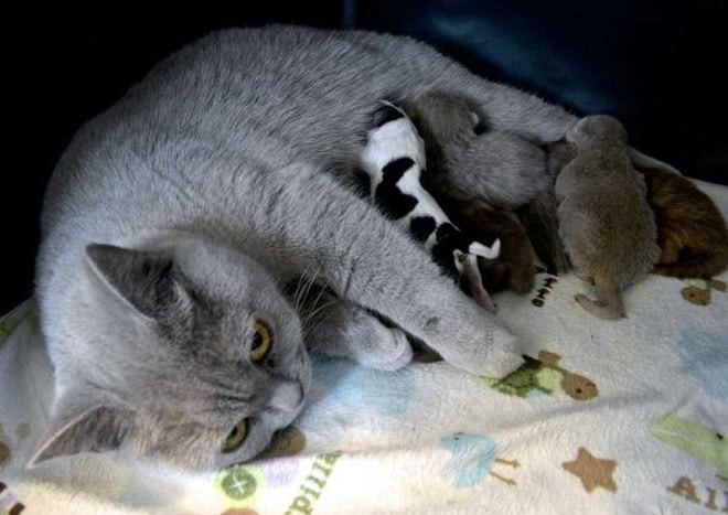 Від новонародженого щеня відмовилася рідна мати, але на допомогу прийшла мама-кішка. Коли малюк народився, він не дихав 30 хвилин.