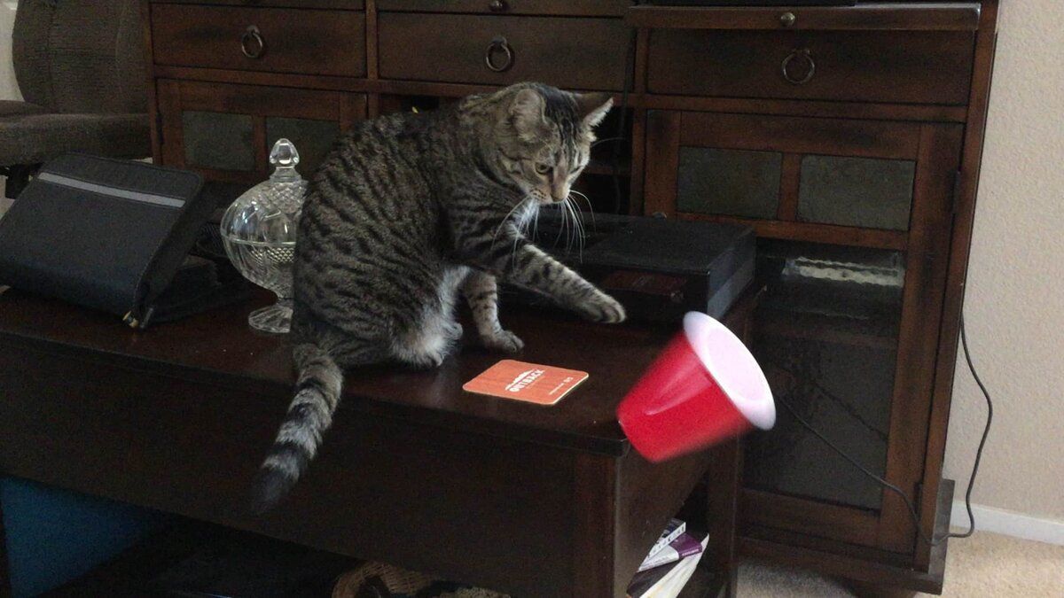 Чим обумовлена шкідлива звичка котів скидати дрібні речі зі столів і полиць і як від неї позбутися. Чому коти так люблять скидати дрібні предмети.