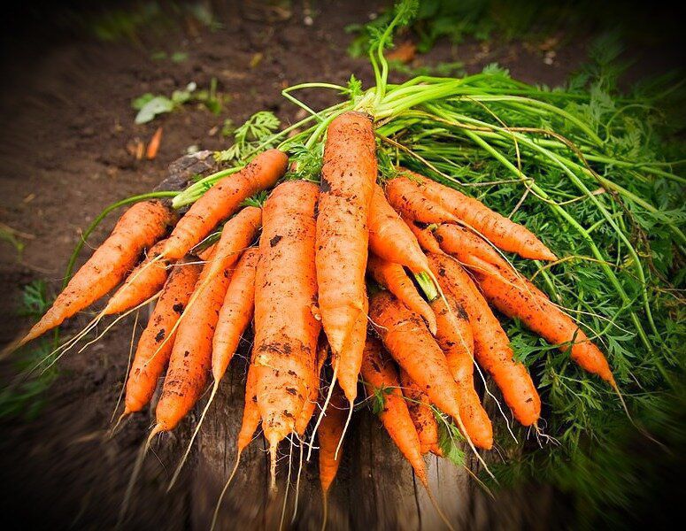 Ці 5 проблем можуть вплинути на якість і кількість врожаю моркви. Щоб виростити гарний врожай моркви, треба докласти певних зусиль.
