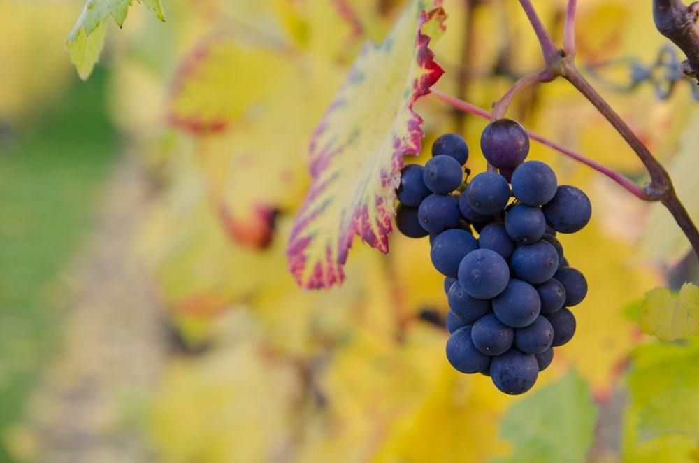 Як вкрити виноград на зиму: популярні способи укриття. Існують два варіанти укриття винограду на зиму – сухий і звичайний.
