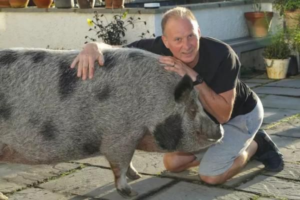 Чоловік приніс додому міні-свиню, але виявилося, що тваринка зовсім не та, за яку її видав продавець. Окрім свого великого розміру, свиня "не така" ще й тим, що забагато їсть.