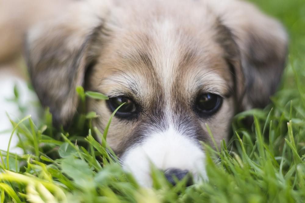 Чому собаки їдять траву. Підвищену потребу в поїданні трави відчувають тварини, які вживають виключно м'ясо.