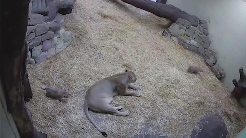 «Зростає хижаком!»: в зоопарку левеня, непомітно підкравшись, налякало свою маму — відео. У зоопарку шотландського міста Единбург було знято кумедне відео про левеня.