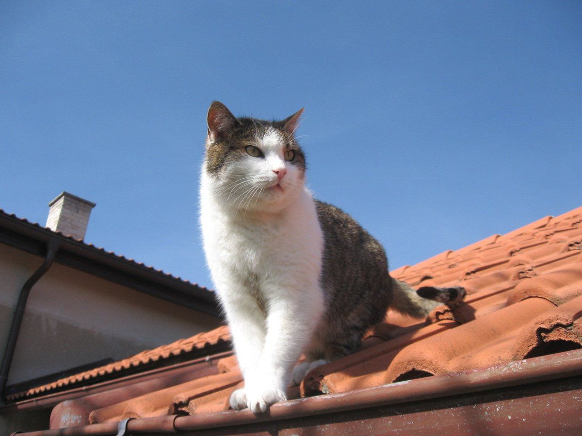 Чому кішки так люблять місця відпочинку на висоті. Що ж тягне кішок на самий верх?