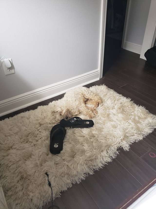 На цьому фото сховалася собака, зможете знайти її? Пес зникає в стінах будинку, але він не користується магією. Він хитрий звір.