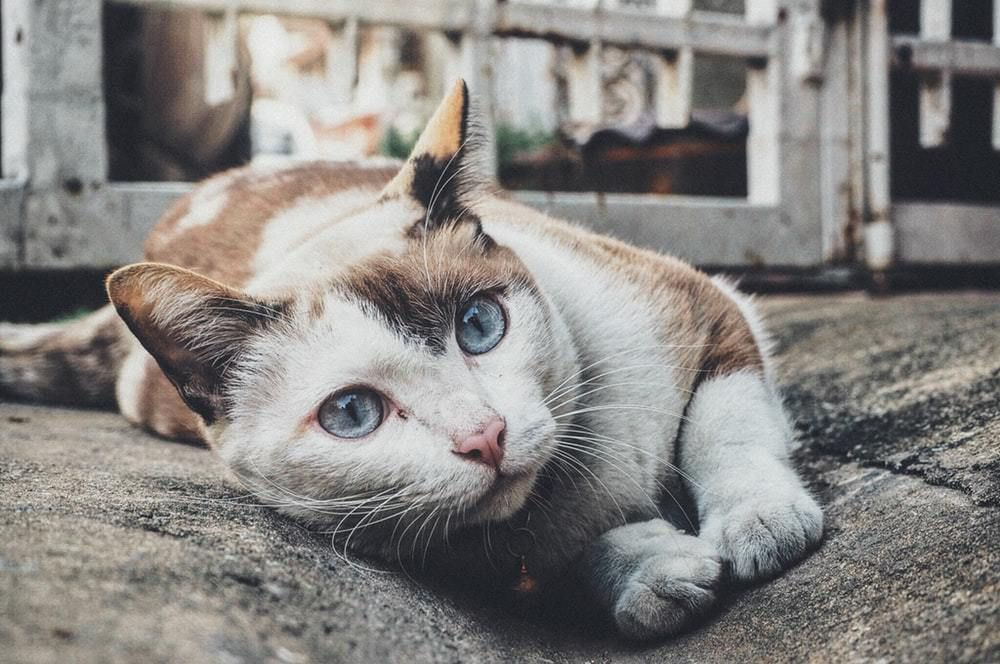 Як сформувати раціон кішки: які крупи можна котам. Серед причин безлічі котячих захворювань ветеринари називають незбалансованість раціону.