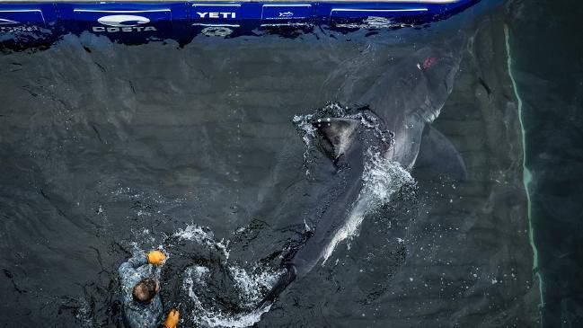 У США виловили білу акулу, яку загриз якийсь монстр. Американські дослідники компанії з вивчення та збору даних океану OCEARCH знайшли тіло великої білої акули на західному узбережжі США.