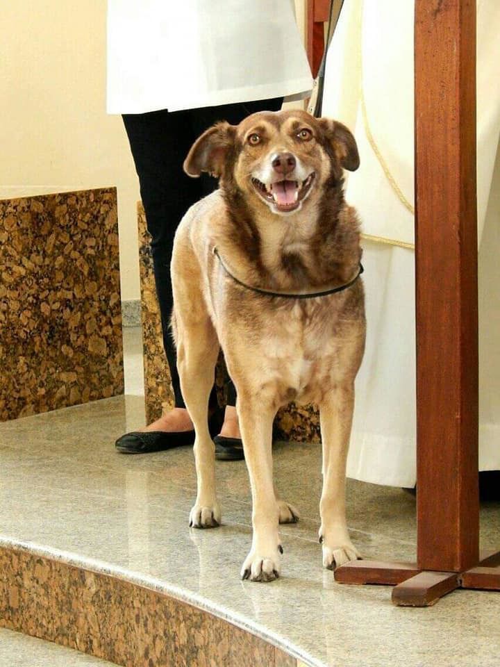 У Бразилії безхатні собаки ходять на церковні служби і знаходять там собі нових господарів. І все завдяки одній добрій людині. Священник дозволяє безхатнім собакам приходити до церкви і знаходити собі господарів.
