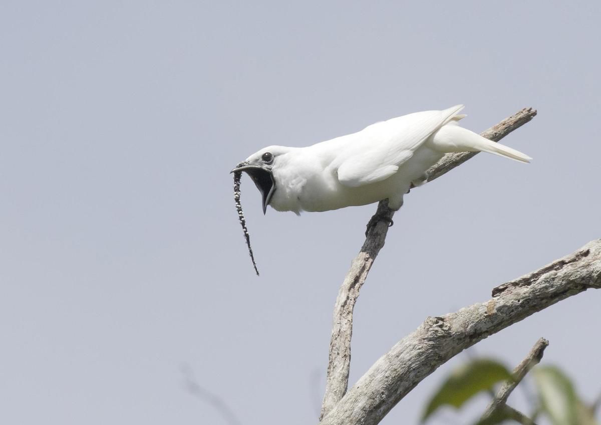 В Амазонії знайшли найгучнішу птицю на Землі — відео. Шлюбний поклик одновусого дзвонаря досягає 125,4 дБ. Межа безпеки для людського вуха становить 85 дБ.