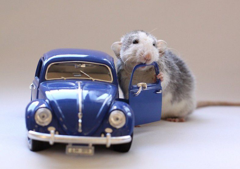 Вчені розробили авто спеціально для щурів і ті виявилися настільки розумними, що самостійно навчилися ними керувати. Виявилося, що щури набагато розумніші, ніж люди про них думали.