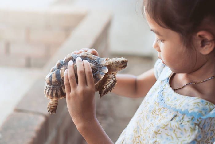 Як виховати у дитини любов і повагу до тварин. Як навчити дитину правильно поводитися з тваринами.