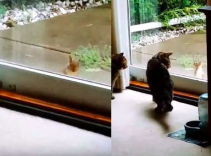 Кумедне відео, як білка дражнить котів через вікно. Кішки з подивом спостерігають за дивним гостем.