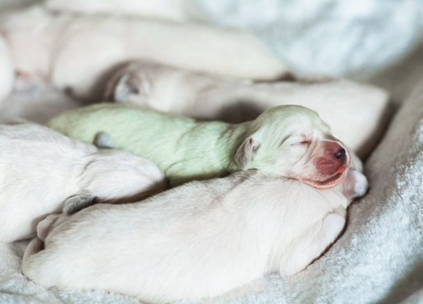 У Німеччині народилося щеня м'ятно-зеленого кольору. За порадою своєї сестри, господиня собаки, Джоанна Джастіс, назвала малюка Мохіто.