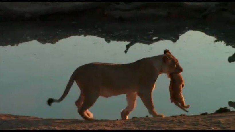 Виявляється дитинчата левів також бувають неслухняні — цікаве відео з савани. Дії мами-левиці, коли її малюк не хоче слухатися.
