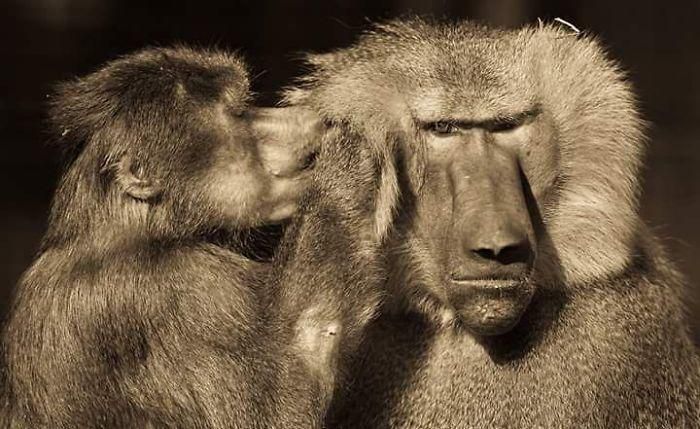 Фото, які доводять, що тварини можуть проявляти емоції більше, ніж люди. В них стільки людяності.