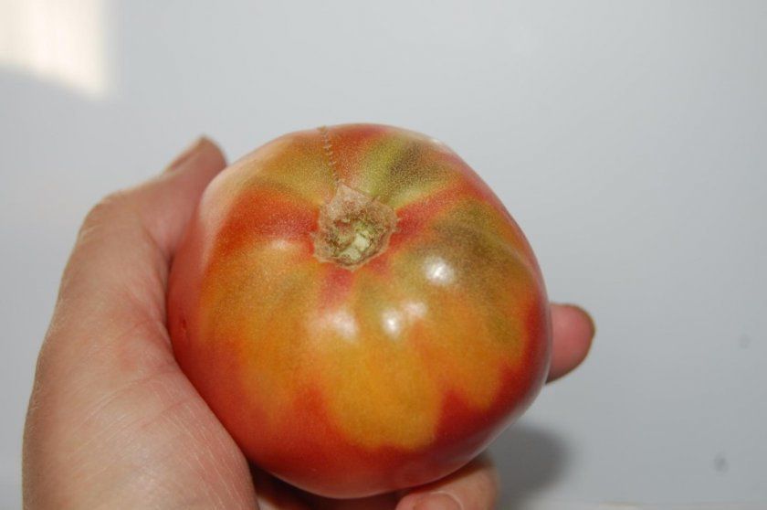 З яких причин помідори залишаються зеленими. Зелені плями на помідорах можуть залишатися з кількох причин.