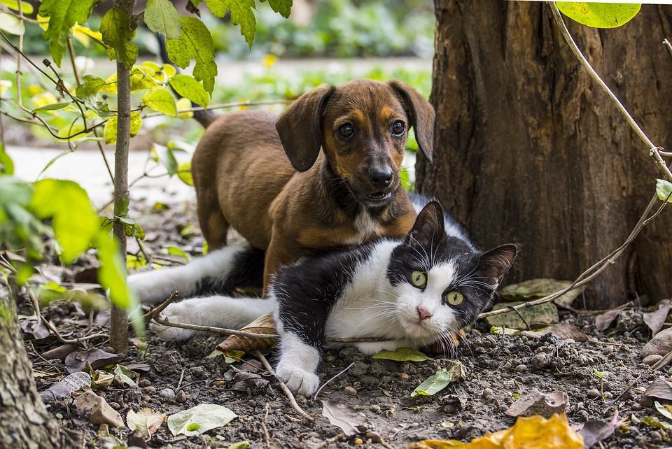 Хто більше, кішки або собаки, віддані господарям: висновок учених. Вважається, що собаки відчувають велику прихильність до своїх господарів, а ось кішки залишаються байдужими.