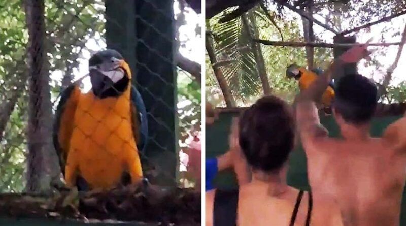 Папуга ара показав людям, що теж може веселитися не гірше за них. Папуга відірвався разом з людьми на веселій бразильській пляжній дискотеці.