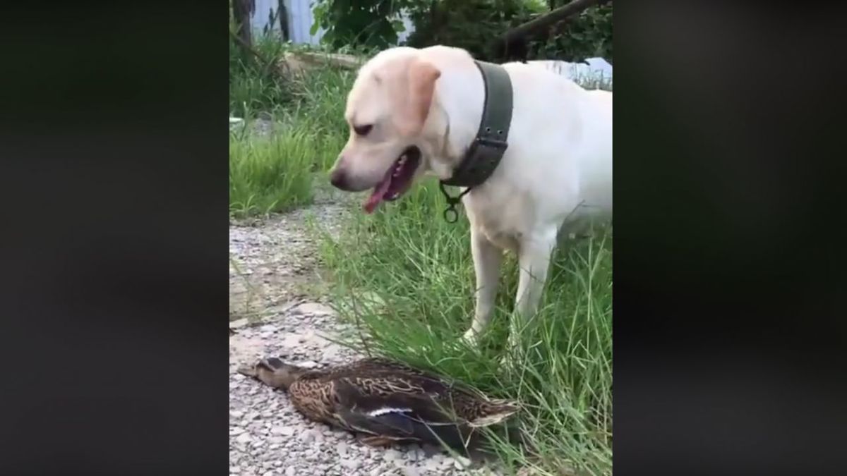 Відео, де приказка «Остерігайся мертвої качки — вона розумніша, ніж ви думаєте» спрацювала на всі 100%. Качка прикинулася мертвою, щоб обдурити собаку.