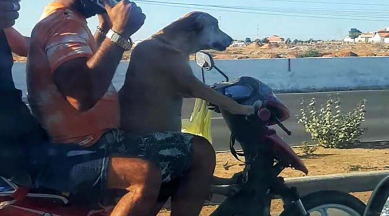 Ця собака, яка керує моторолером на трасі, виглядає дуже щасливою. Собака вирішила підвезти своїх господарів на мотоциклі.