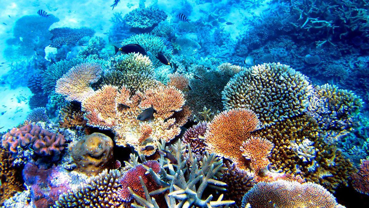 Майже на 50% зменшилася кількість коралів у Великому Бар'єрному рифі. Головними загрозами для коралових скупчень визнали потепління води та вплив морських хвиль.