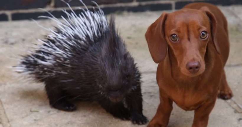 Відео незвичайної дружби між щеням такси і дикобразом розчулило мережу. Вони навіть живуть разом в одному будинку.