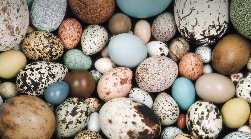 Чому у пташиних яєць різне забарвлення. Пігменти, що визначають колір шкаралупи, допомагають підтримувати температуру розвитку зародка в яйці.