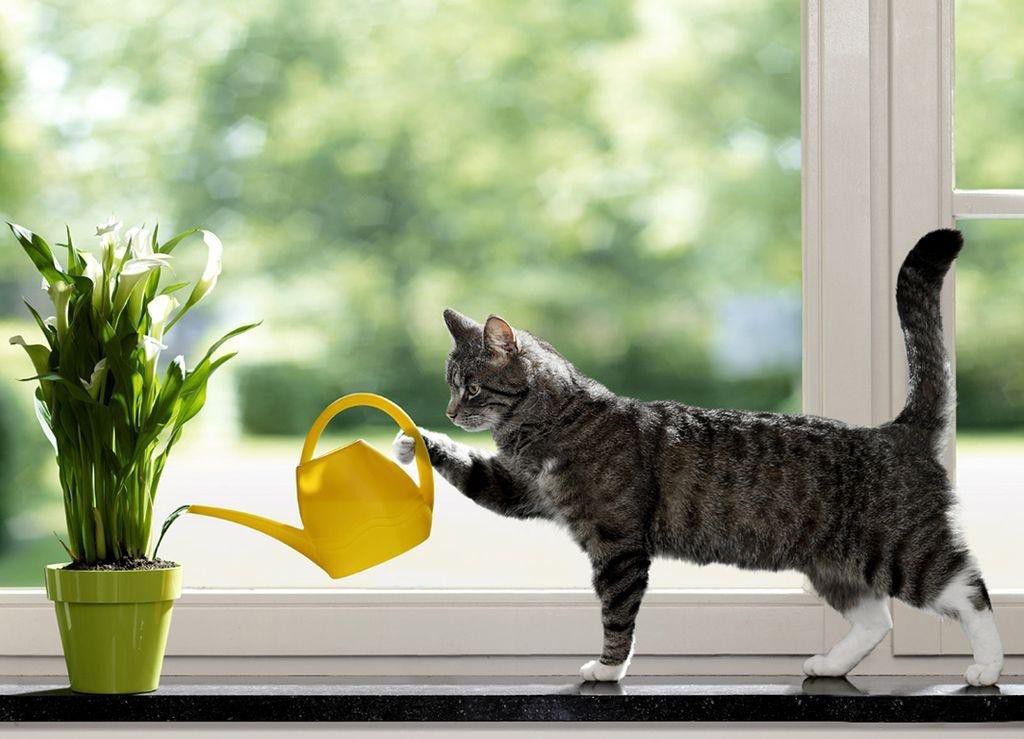 Як ефективно відучити кота лізти в кімнатні квіти. Причини того, що тварина відчуває тягу до домашніх вазонів, можуть полягати в різних факторах.