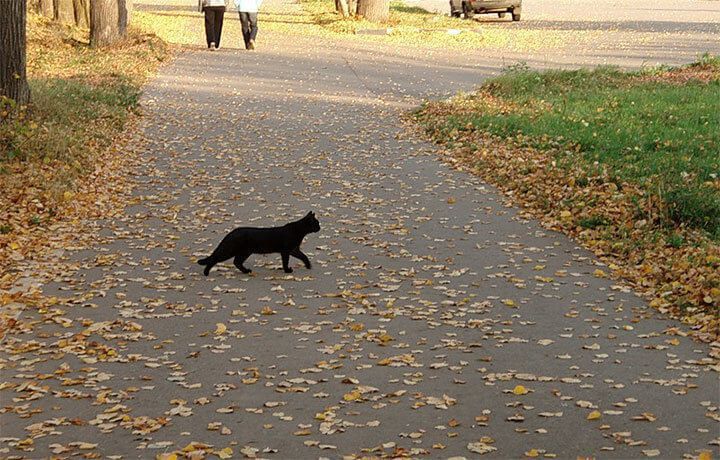 Як нейтралізувати прикмету про чорну кішку, яка перейшла вам дорогу. Не варто надавати прикметам надто великого значення. Будьте оптимістами і приваблюйте у своє життя лише позитивні моменти.